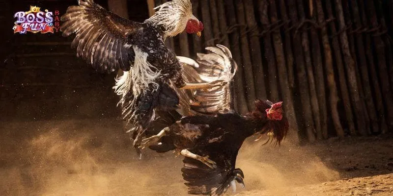 Đá Gà Thomo Trận Chiến Của Những Chiến Kê Hàng Đầu