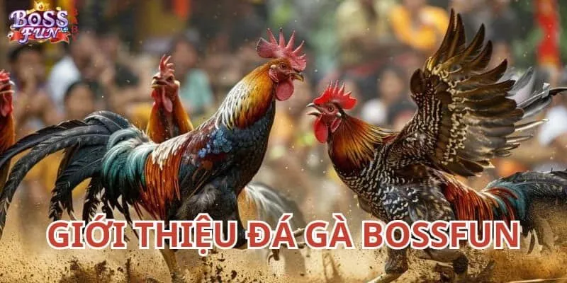 Chơi đá gà BossFun kịch tính, gay cấn và hồi hộp