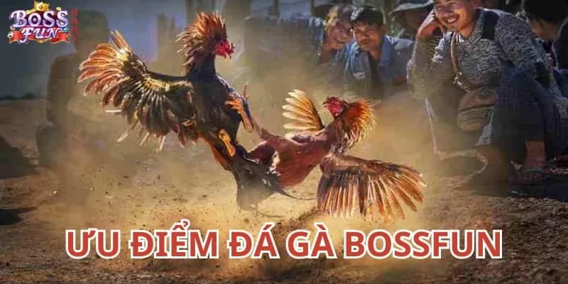 Các ưu điểm có 1 không 2 trên sân chơi đá gà trên nền tảng