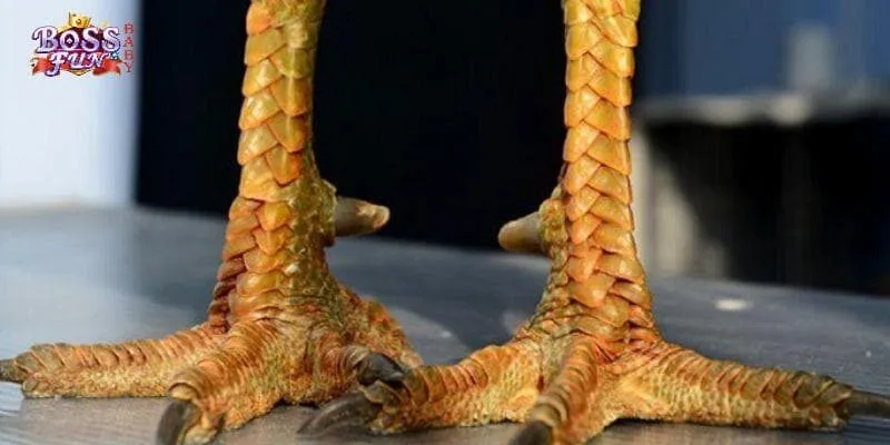 Vảy Gà Quý Hiếm Tại BOSSFUN Đặc Điểm Nổi Bật Và Giá Trị